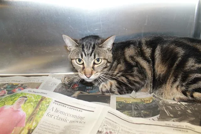 An adult small-sized male Domestic Short Hair cat named Tiger for adoption in San Pedro, CA