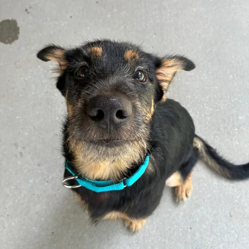 A young medium-sized male Black Mixed Breed dog named Nutella for adoption in Pensacola, FL