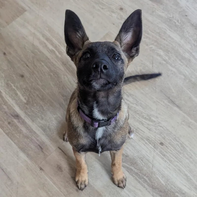 A young medium-sized female Terrier dog named Leia for adoption in Fenton, MI