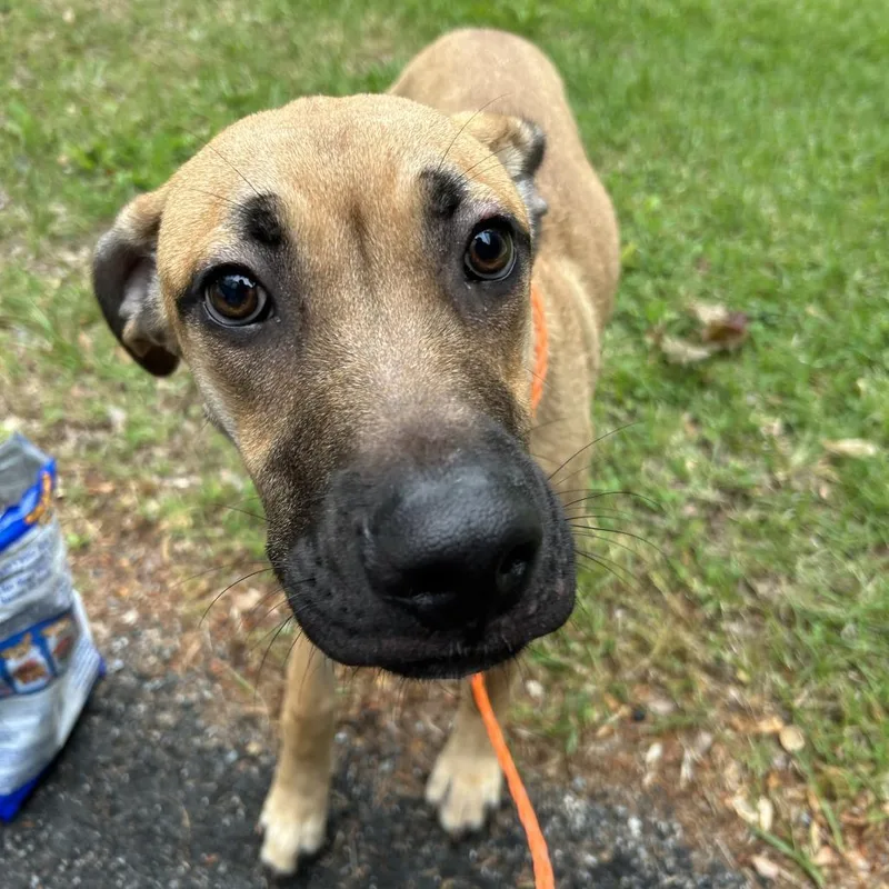 A young medium-sized male Yellow / Tan / Blond / Fawn Mixed Breed dog named Brooks for adoption in Greensboro, NC