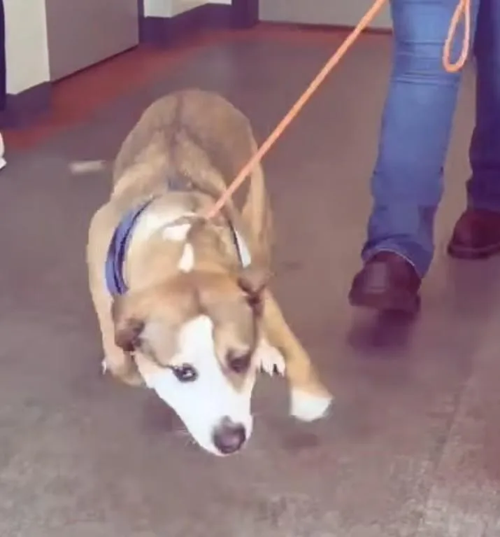 An adult large-sized female Sable Staffordshire Bull Terrier dog named Nora for adoption in Frazier Park, CA