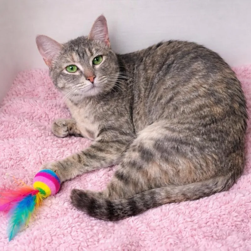 Miashe Watches You Like thumbnail 2