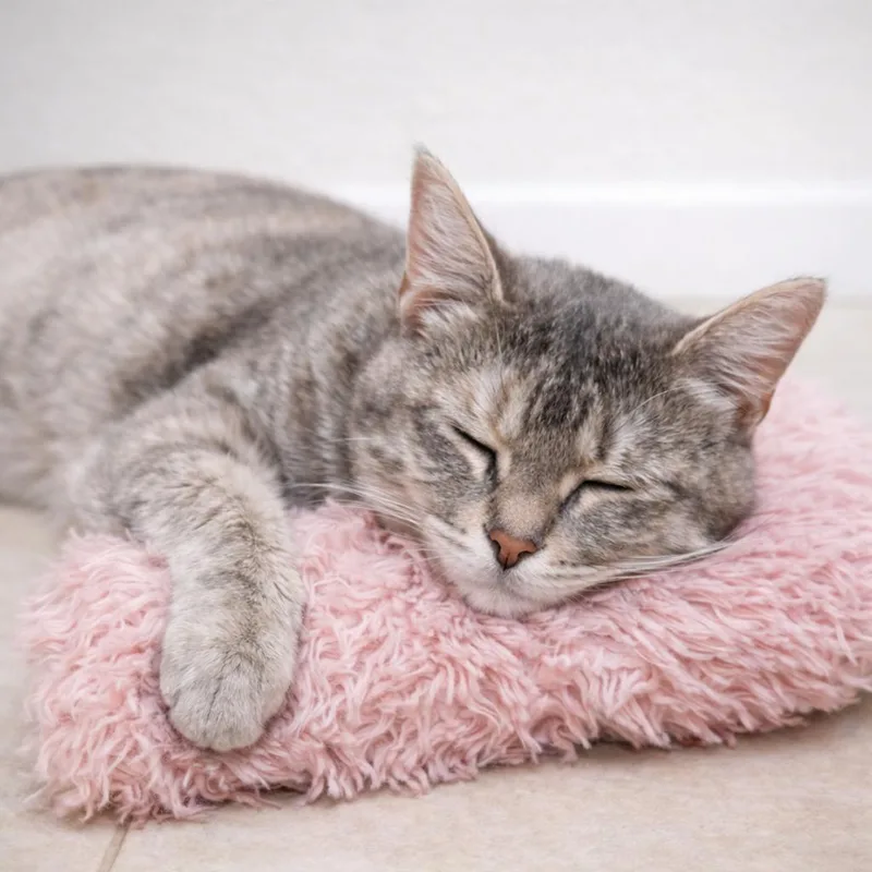 Miashe Watches You Like thumbnail 4