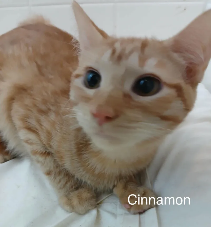 Cinnamon And Cesar thumbnail 2