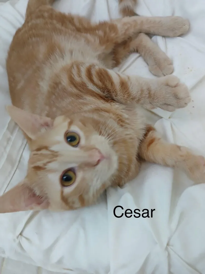 Cinnamon And Cesar thumbnail 3