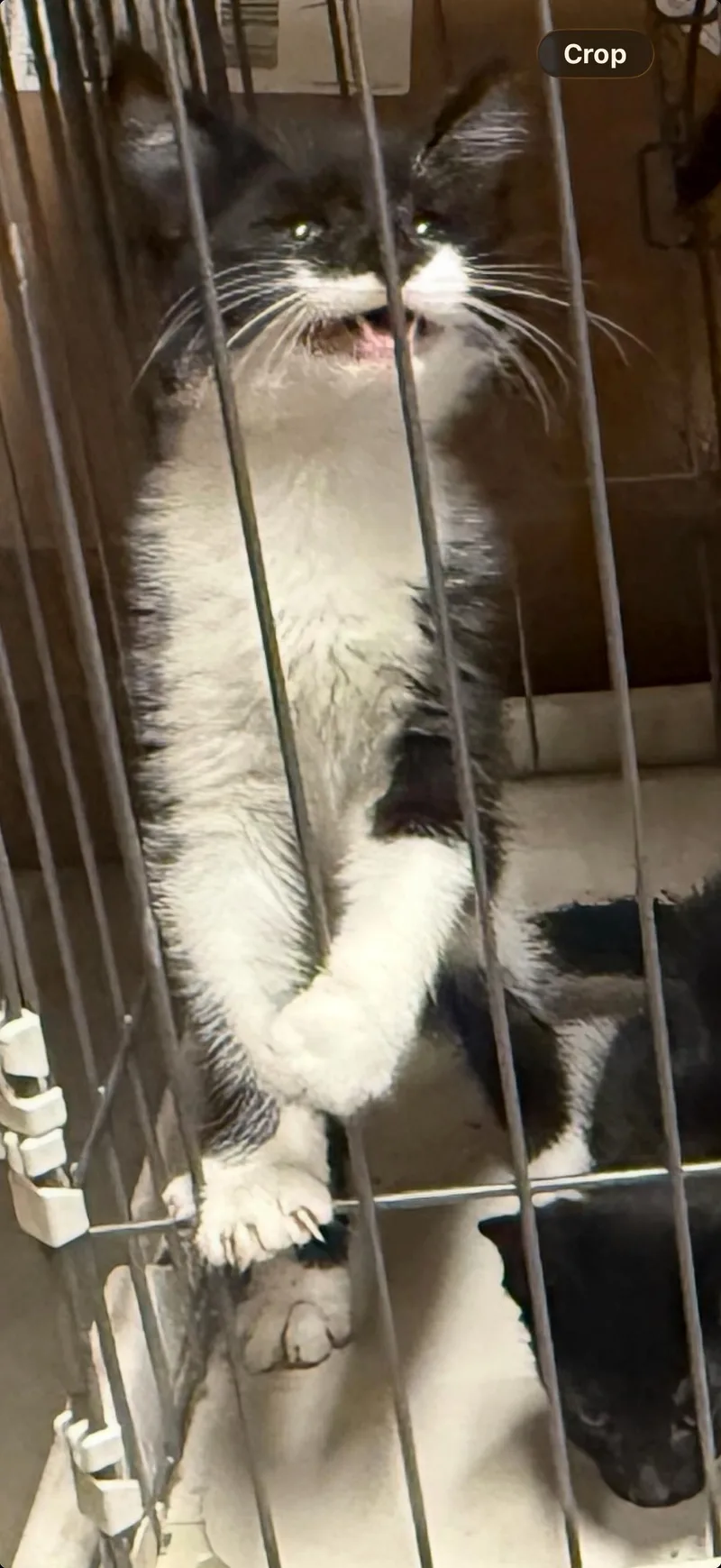 A baby medium-sized male Black & White / Tuxedo Domestic Short Hair cat named Umbrella for adoption in Fort Collins, CO
