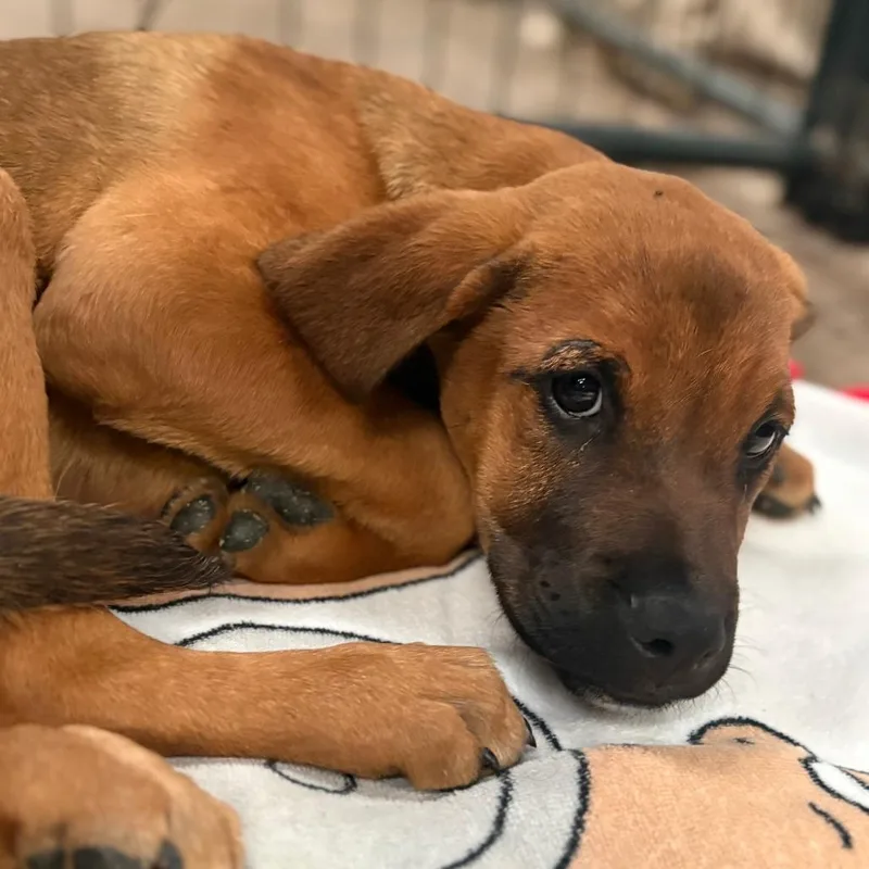 A baby small-sized female Red / Chestnut / Orange Bloodhound dog named Nina for adoption in Tulsa, OK