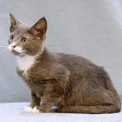 A baby medium-sized male Gray & White Domestic Short Hair cat named Slate for adoption in Maynardville, TN