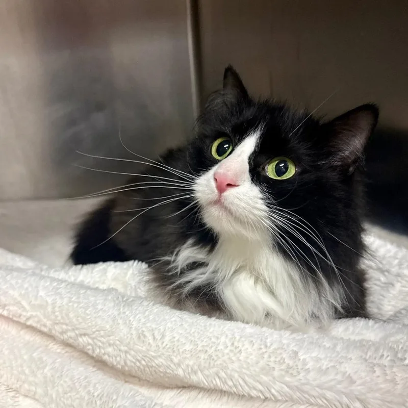 An adult large-sized female Black Domestic Long Hair cat named Coco for adoption in East Hampton, NY