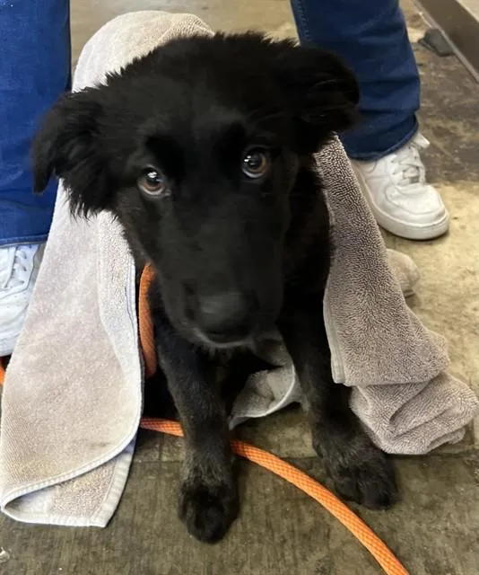 A young small-sized female German Shepherd Dog dog named Ammy for adoption in Ontario, CA