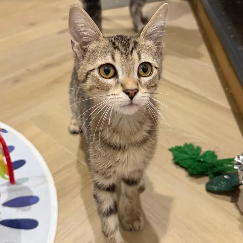 A baby medium-sized male Domestic Short Hair cat named Tofu for adoption in Jupiter, FL