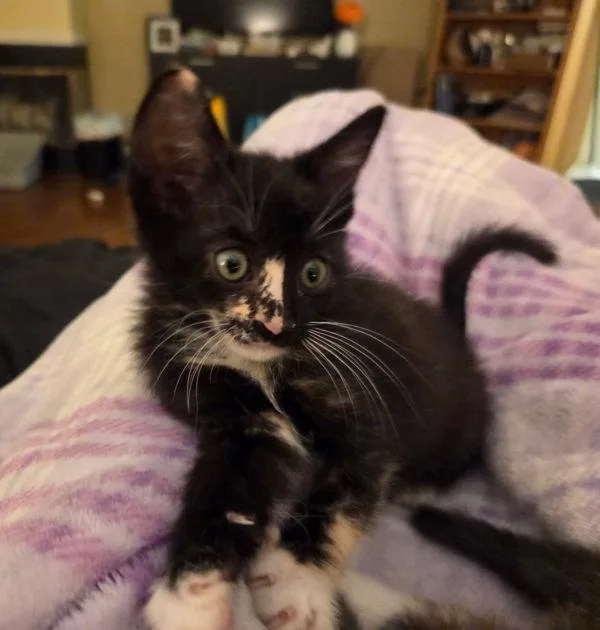 A baby small-sized female Domestic Short Hair cat named Oogway for adoption in Escondido, CA