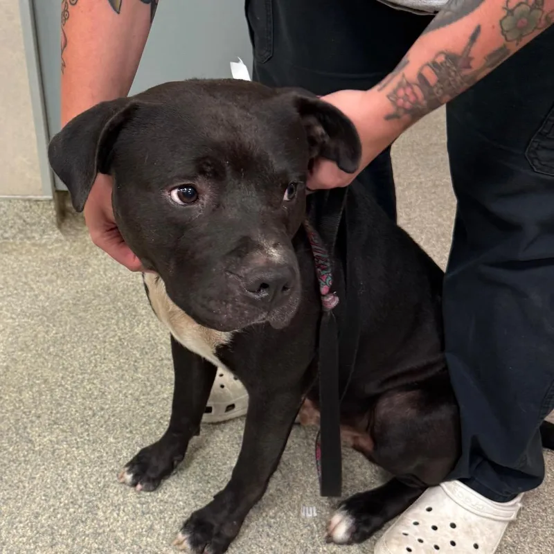 An adult large-sized male Black Mixed Breed dog named Vermax for adoption in Jacksonville, FL