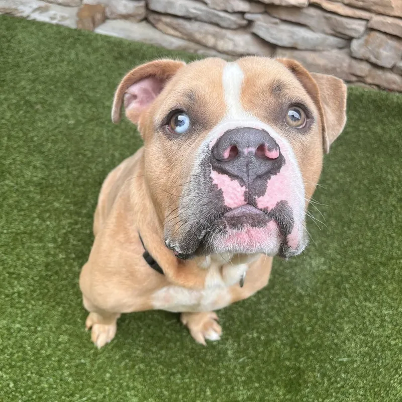 A young medium-sized male Yellow / Tan / Blond / Fawn Mixed Breed dog named Beefcake for adoption in Fairport, NY
