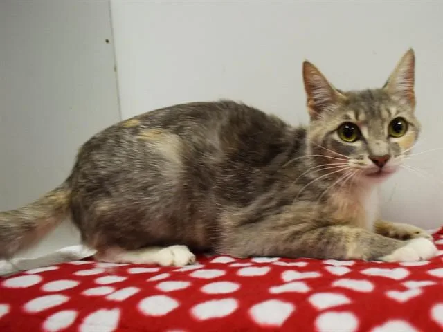 A young small-sized female Domestic Short Hair cat named Chantilly for adoption in Sacramento, CA