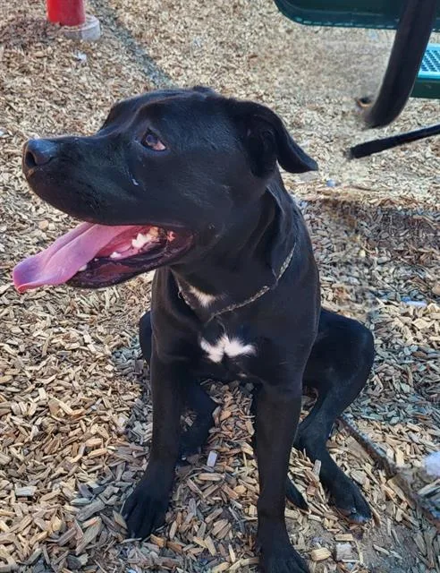 A young large-sized female Pit Bull Terrier dog named Spooky for adoption in Albuquerque, NM