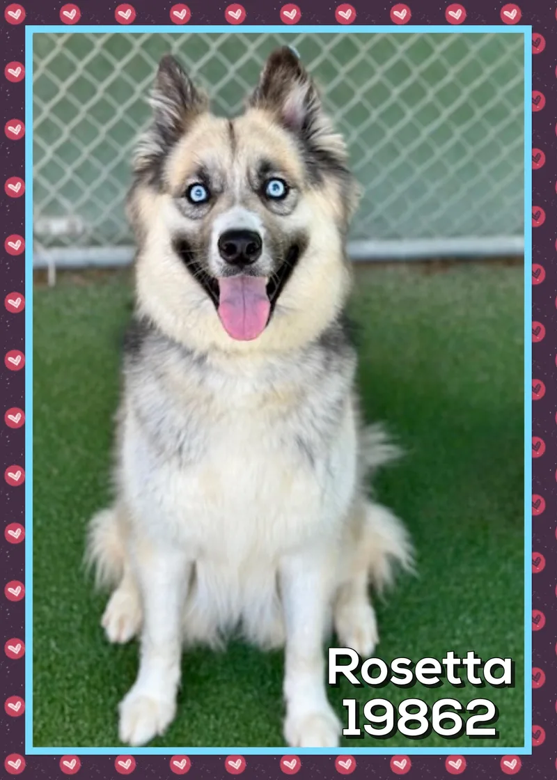 Rosetta thumbnail 4