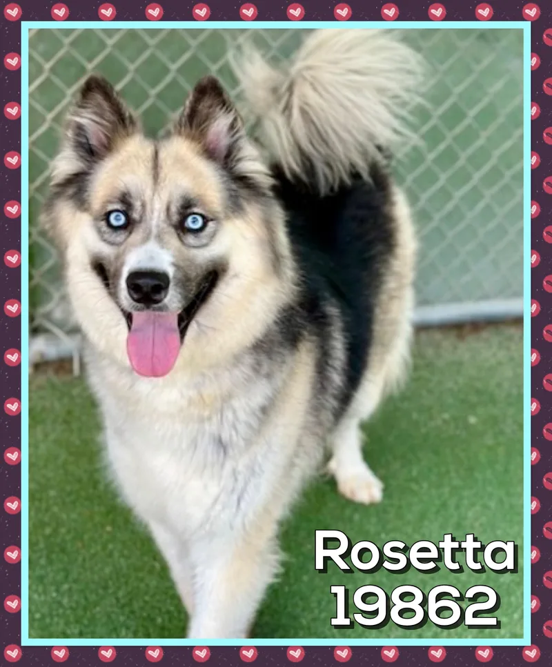 Rosetta thumbnail 5
