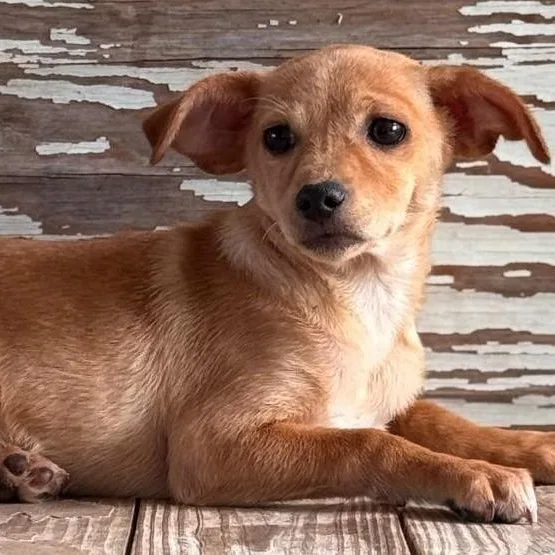 A young small-sized female Apricot / Beige Dachshund dog named Telma for adoption in Carrollton, TX