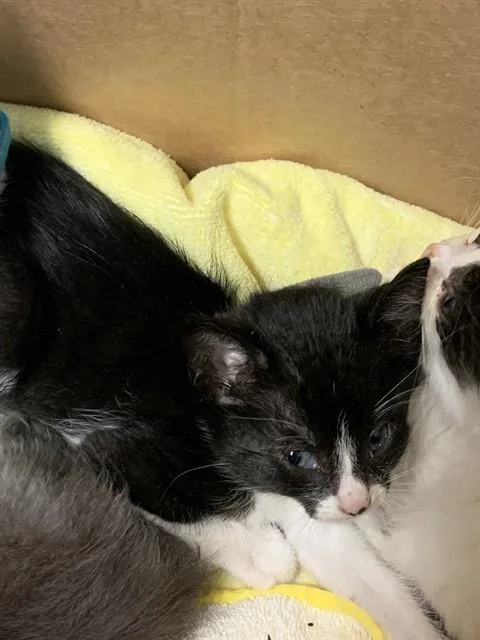 A baby small-sized female Domestic Short Hair cat named Magpie for adoption in San Jose, CA