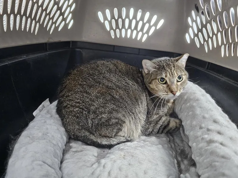 An adult medium-sized female Tabby (Brown / Chocolate) Domestic Short Hair cat named Kiwi for adoption in Bossier City, LA