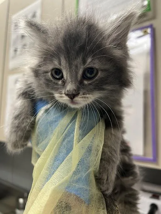 A baby small-sized female Domestic Short Hair cat named Nayru for adoption in Las Vegas, NV