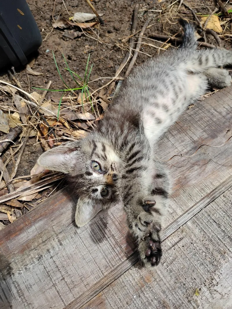 A baby medium-sized female Tabby (Gray / Blue / Silver) Domestic Short Hair cat named Morsel for adoption in Coldspring, TX