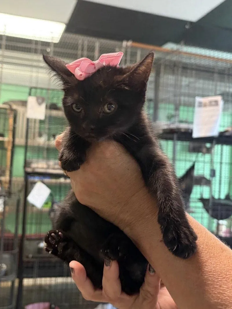 A baby medium-sized female Black Domestic Short Hair cat named Blackberry for adoption in Margate, FL