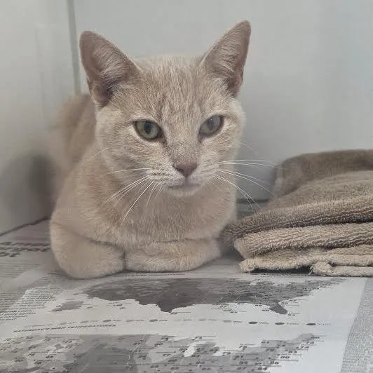 An adult medium-sized female Buff / Tan / Fawn Domestic Short Hair cat named Blondie for adoption in Marshall, TX