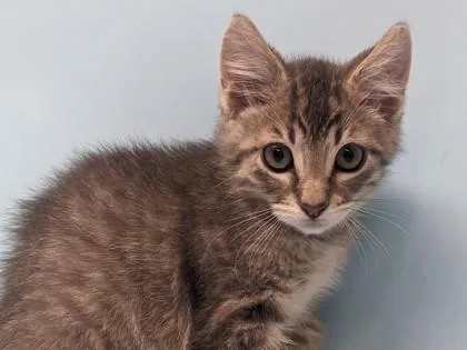 A baby small-sized male Domestic Short Hair cat named Victor for adoption in Coon Rapids, MN