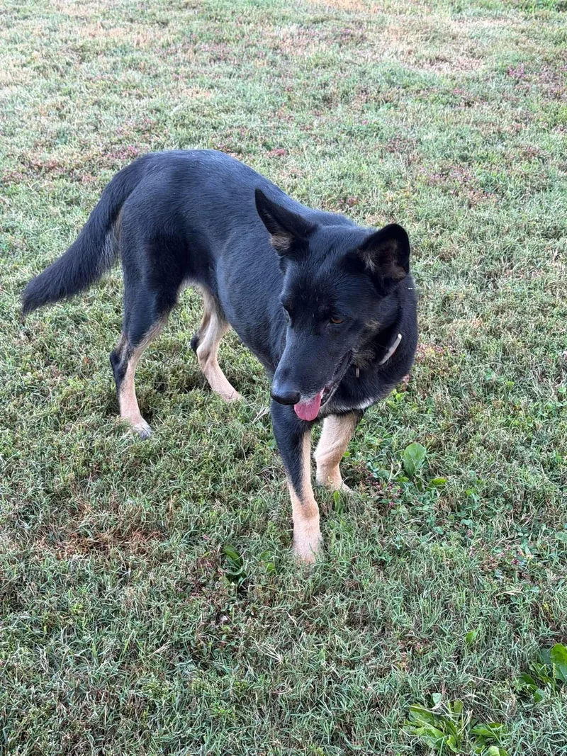 A young large-sized female German Shepherd Dog dog named Becki for adoption in Greeneville, TN