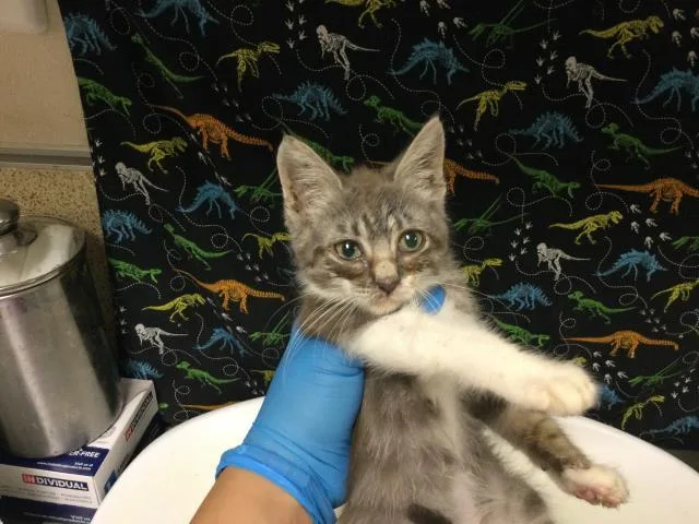A baby small-sized female Domestic Short Hair cat named Abigail for adoption in Riverside, CA