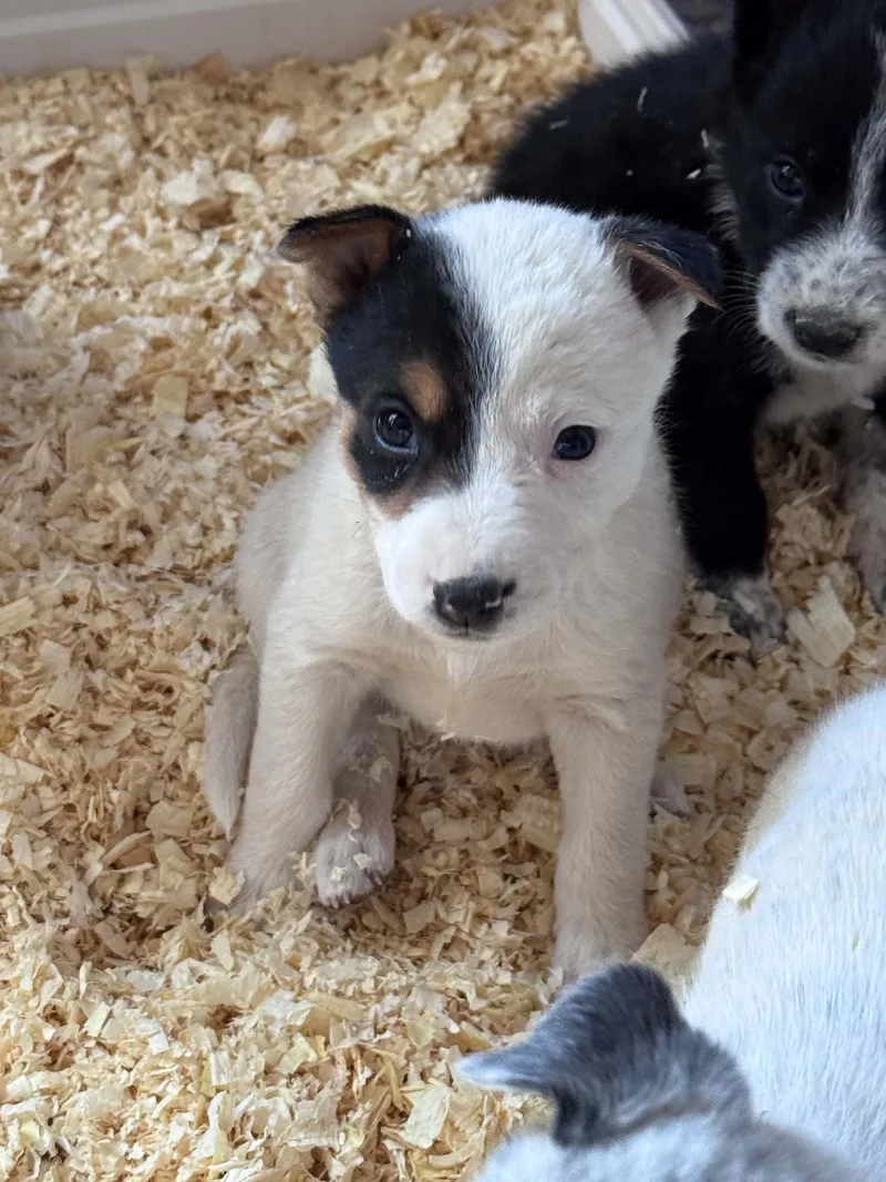 A baby medium-sized male Australian Cattle Dog / Blue Heeler dog named Heeler mix puppies for adoption in Bend, OR