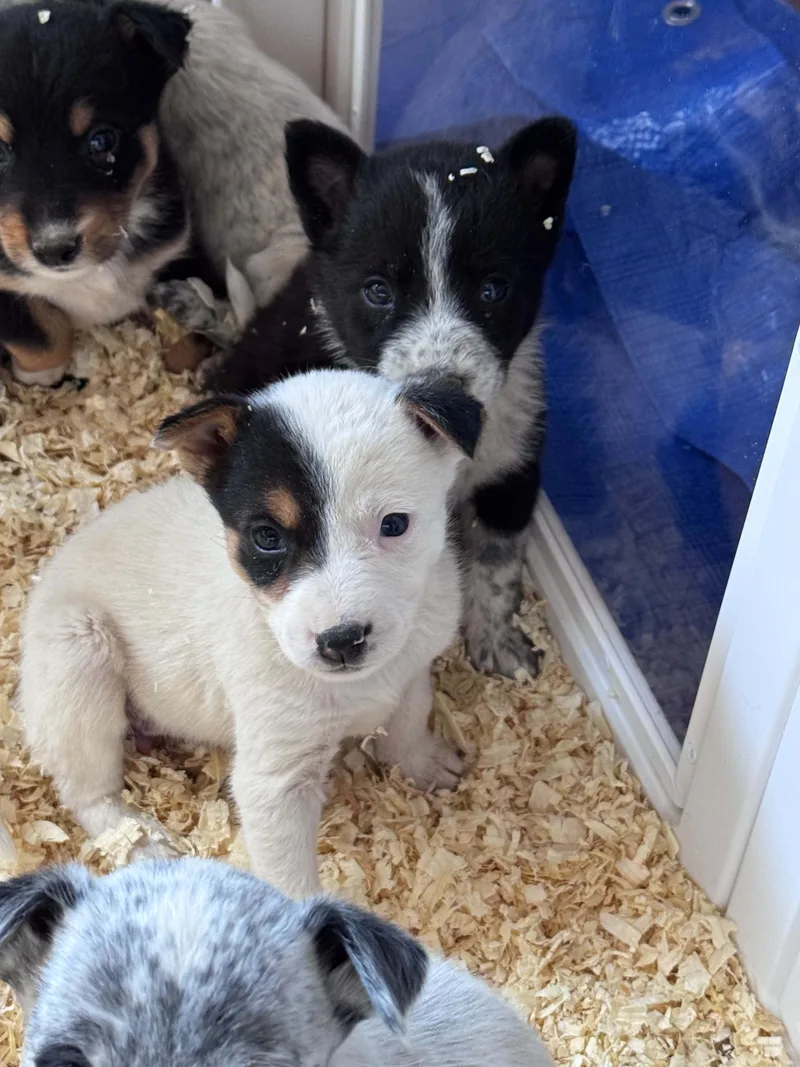 Heeler mix puppies thumbnail 2