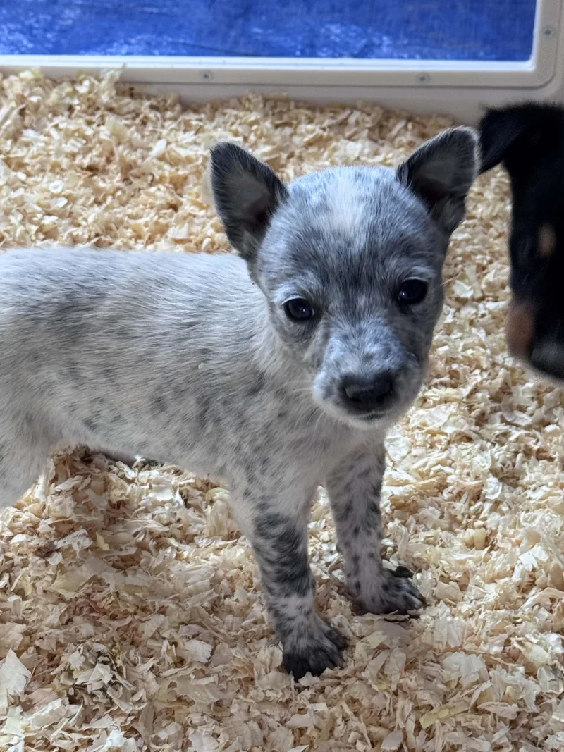 Heeler mix puppies thumbnail 3
