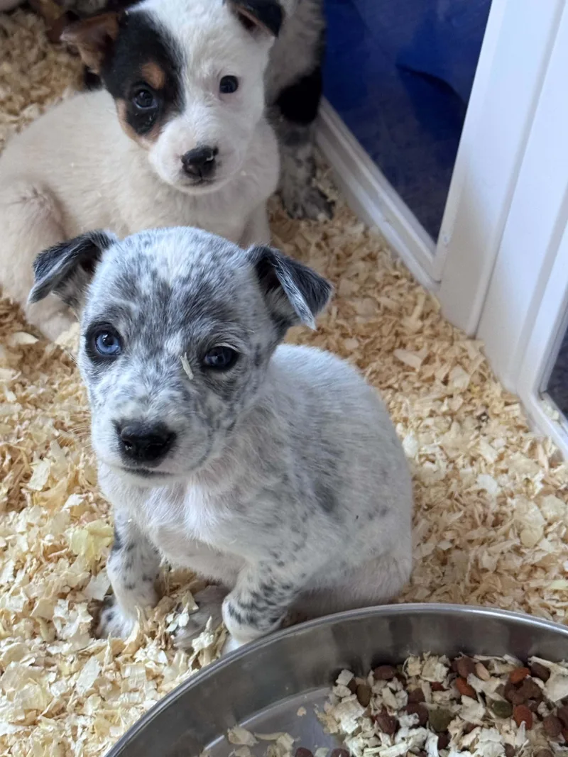 Heeler mix puppies thumbnail 4