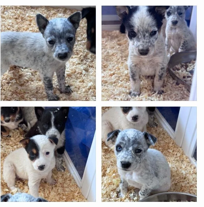 Heeler mix puppies thumbnail 5