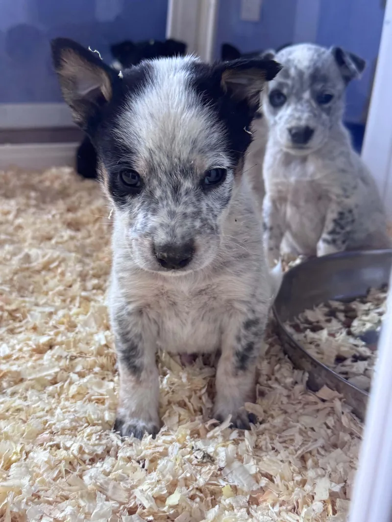 Heeler mix puppies thumbnail 6