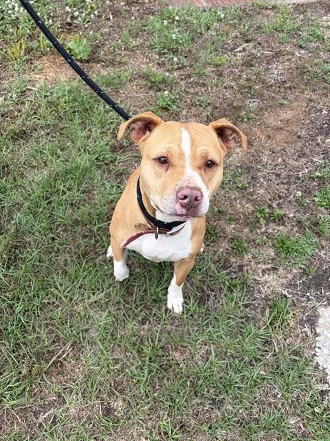 An adult large-sized female Pit Bull Terrier dog named Sadie for adoption in Chester, SC