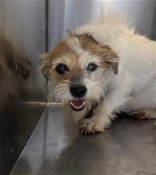 An adult small-sized female Parson Russell Terrier dog named Mila for adoption in Phoenix, AZ