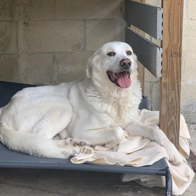 A senior large-sized male White / Cream Great Pyrenees dog named Murphy for adoption in Hartsville , TN