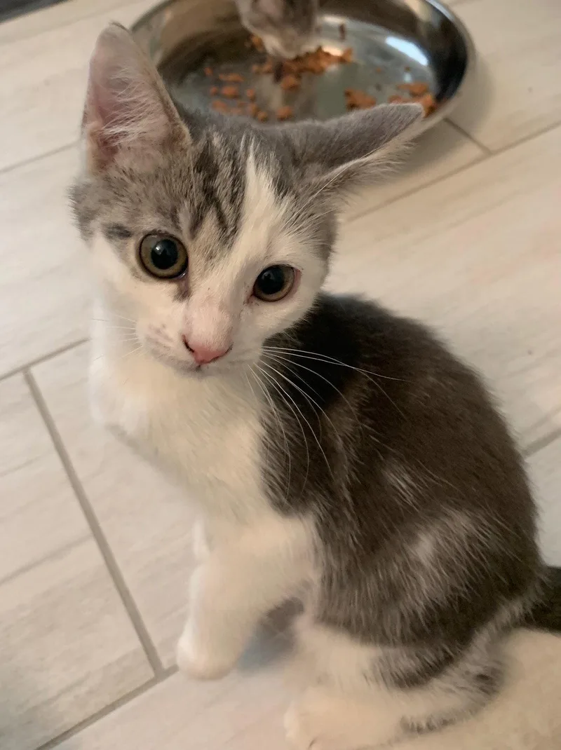 A baby medium-sized female Domestic Short Hair cat named Marina for adoption in Wesley Chapel, FL