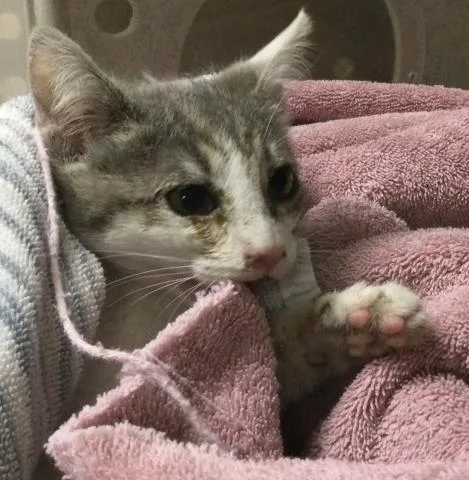 A baby small-sized male Domestic Short Hair cat named Velociraptor for adoption in Riverside, CA