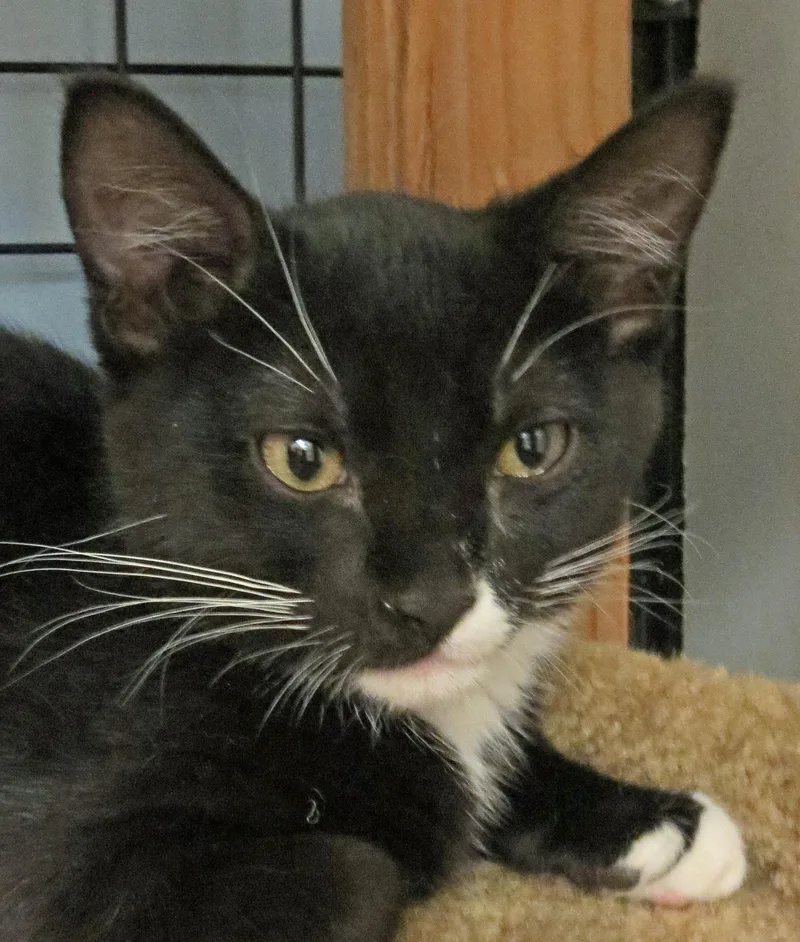 An adult medium-sized male Black & White / Tuxedo Domestic Short Hair cat named Sylvester for adoption in Spokane Valley, WA