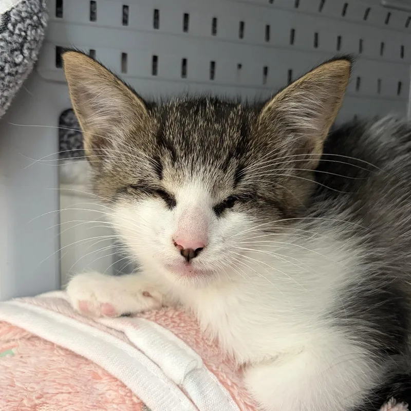 A baby small-sized female Black Domestic Short Hair cat named Jolie for adoption in Ojai, CA