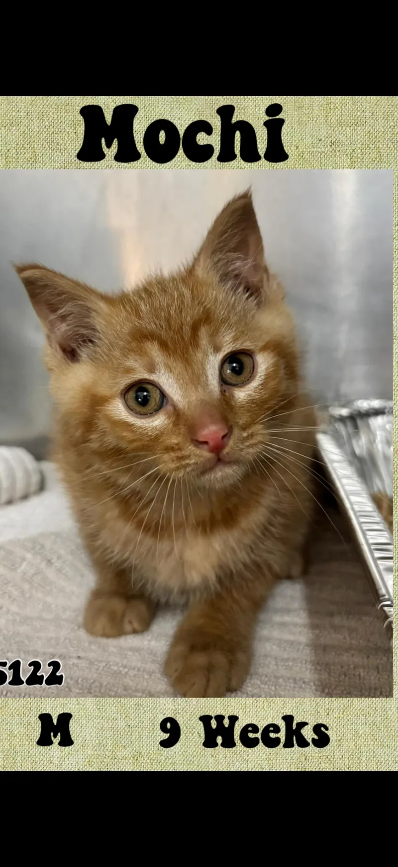 A baby medium-sized male Tabby (Orange / Red) American Shorthair cat named Mochi for adoption in Marvin, NC