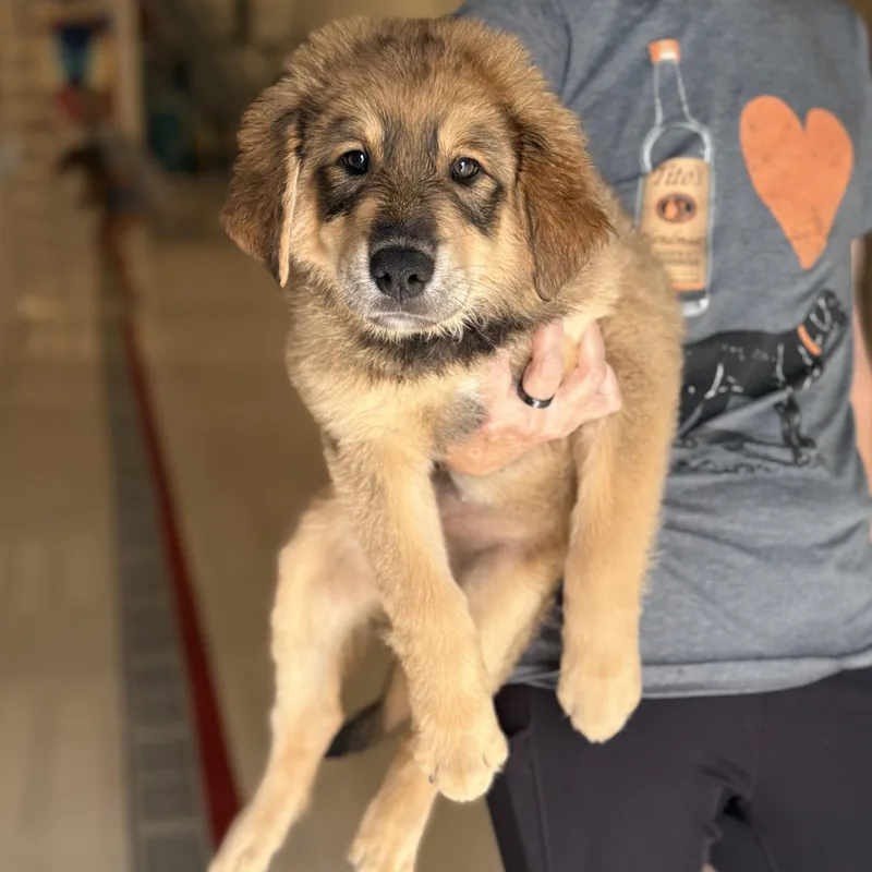 A baby medium-sized male Shepherd dog named Bodie for adoption in Chicago, IL