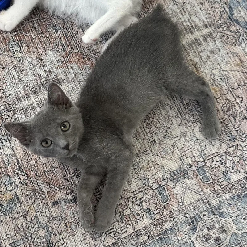 A baby small-sized female Gray / Blue / Silver Domestic Short Hair cat named Nubi PL for adoption in Union, MO