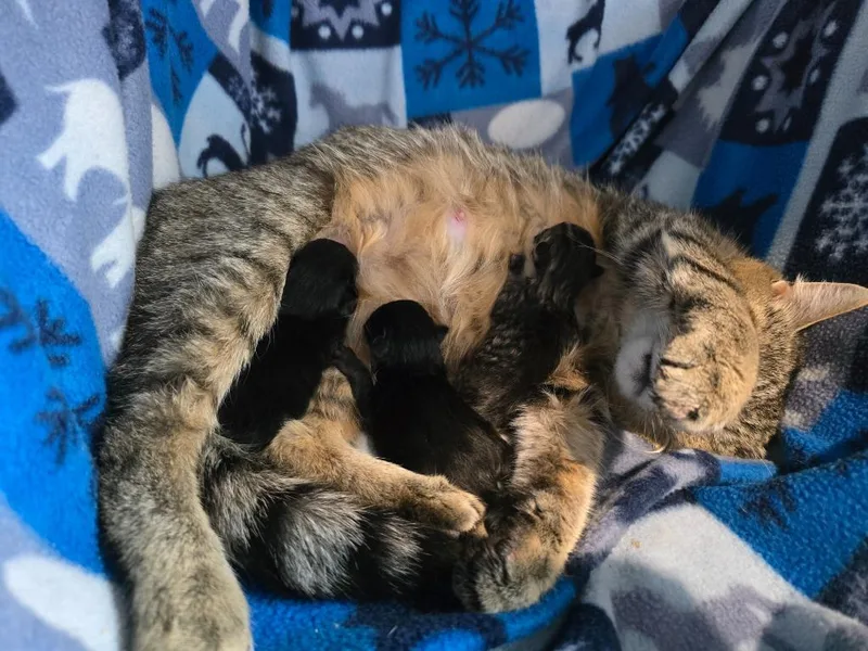 A young medium-sized female Domestic Short Hair cat named P Pergo for adoption in Ashland, WI