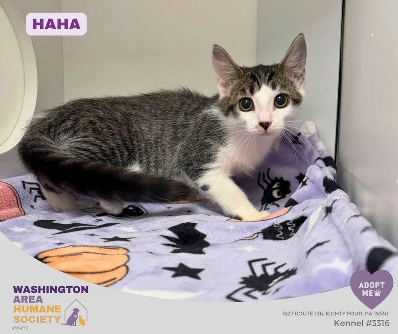 A baby small-sized male Tabby (Brown / Chocolate) Domestic Short Hair cat named Haha for adoption in Eighty Four, PA